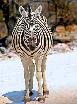 Portrait of a lone Burchell Zebr standing on the Etosha Pan in Namibia
