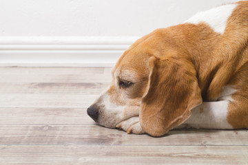 sad adult beagle dog on the floor of the house