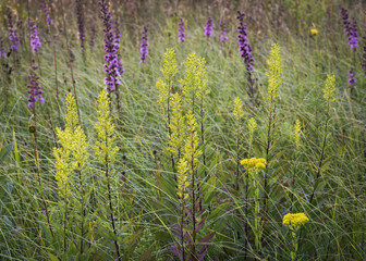 Native wildflowers and prairie grasses interwoven into a mixture of natural textures and colors at...
