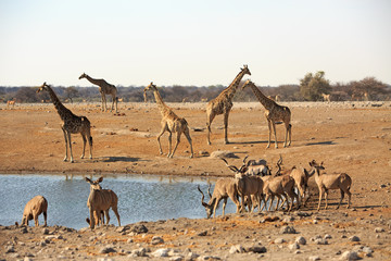 Waterhole teeming with animals including giraffes, zebras and springbok in Etosha