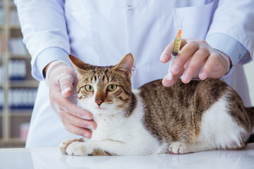 Cat visiting vet for regular checkup
