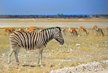 Obraz na płótnie Canvas Burchell Zebrra standing on the open dry plains of Etosha with a herd of springbok in the background, against a clear blue sky