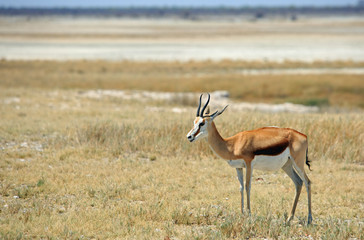 Naklejka na ściany i meble Springbok standing on the african plains in the etosha pan, namibia