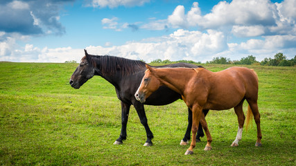 Two horses grazing in a country meadow on a sunny afternoon in late summer