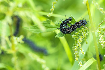 Raupe des Tagpfauenauge