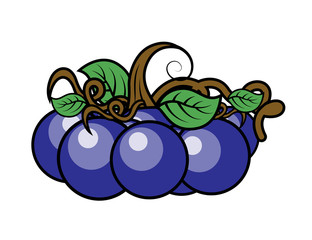 Bunch of Blue Purple Cherries