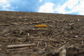 verbliebener  Maiskolben