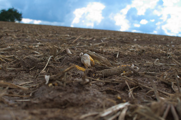 Maiskolben auf einem Feld
