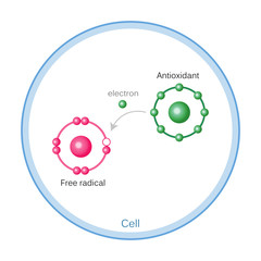 How Antioxidants Work On Free Radicals Damage