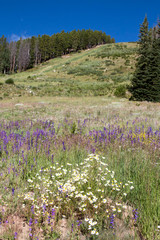 Ski run in Breckenridge, Colorado filled with flowers