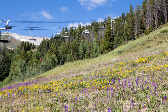 Ski slope covered in flowers in Breckenridge, Colorado