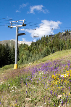 Wildflowers on a ski slope under a ski lift in Breckenridge, Colorado