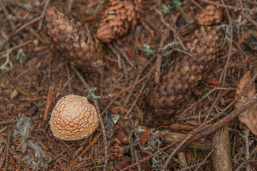 Young, brown fly agaric.