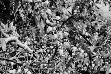 Bright mimosa flowers natural background, textured closeup photography