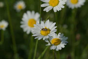Obraz premium Fliege auf einer Margerite