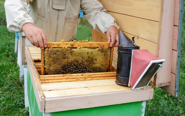 The beekeeper holds a honey cell with bees in his hands. Apiculture. Apiary.