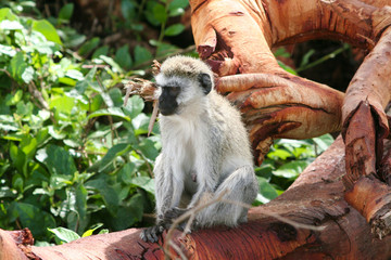 Affe sitzt auf Baum in Tansania