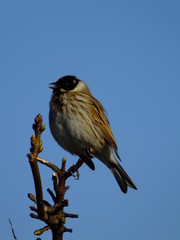 Male reed bunting singing from tree branch