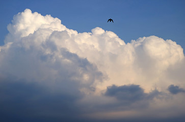 White fluffy puffy cumulus clouds on the blue sky with a silhouette of a flying bird, rainy season in Thailand 
