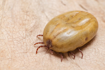Tick filled with blood sitting on a dry leaf