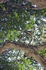 Leafy tree top view from bottom to top