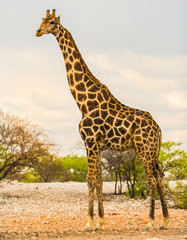 Obraz premium Portrait of a tall giraffe standing on the open plains in Hwange, Zimbabwe