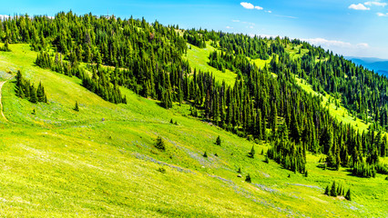 Fototapeta na wymiar Hiking through the meadows covered in wildflowers in the high alpine near the village of Sun Peaks in the Shuswap Highlands in central British Columbia Canada