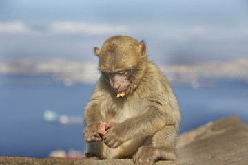 Barbery Ape feeding on the rock of gibraltar with a scenic background