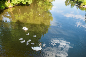 Fluss mit Gänsen