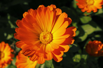 Calendula flower macro