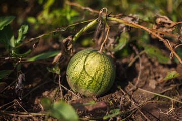 Watermelon on the garden
