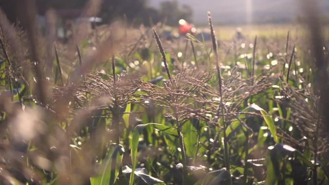 Steadicam moving along rows of backlit corn fields.