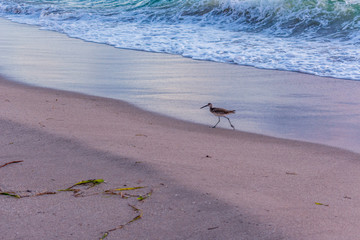 small bird looking for food on the beach on an early summer morning