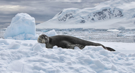 Seal Staring at Photographer in Antarctica © Greg
