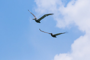 Pelican