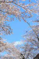 津山城 -春爛漫感動の桜-