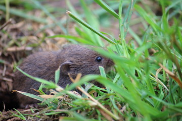 cute mouse