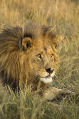 Naklejka na ściany i meble Male lion, Botswana, Africa