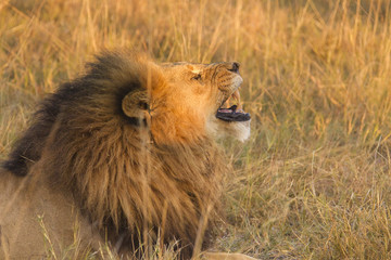 Male lion, Botswana, Africa