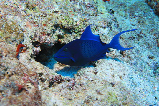 Red-toothed triggerfish