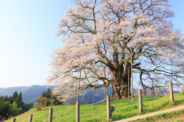 醍醐桜 -推定1000年の大桜-