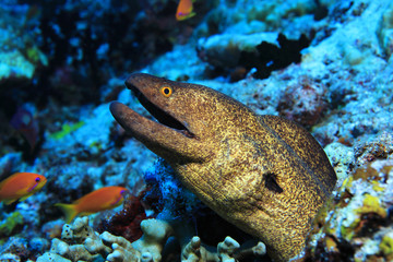 Yellow-edged moray eel