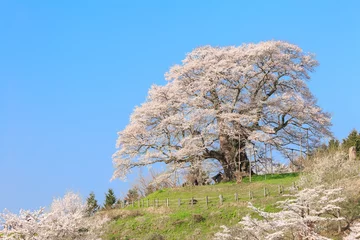 Afwasbaar Fotobehang Kersenbloesem 醍醐桜 -推定1000年の大桜-