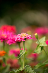 Zinnia in the garden