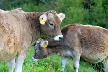 K&auml;lbchen - Allg&auml;u - Liebe - K&uuml;he - Braunvieh - Viehscheid - jung