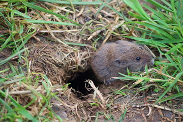 cute mouse