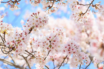 満開の桜