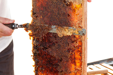 bee-keeper prepares honeycombs for honey distillation