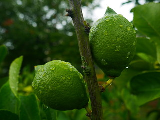 Citronnier citron vert goutte eau