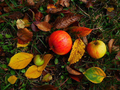 Pommes automne composition 
